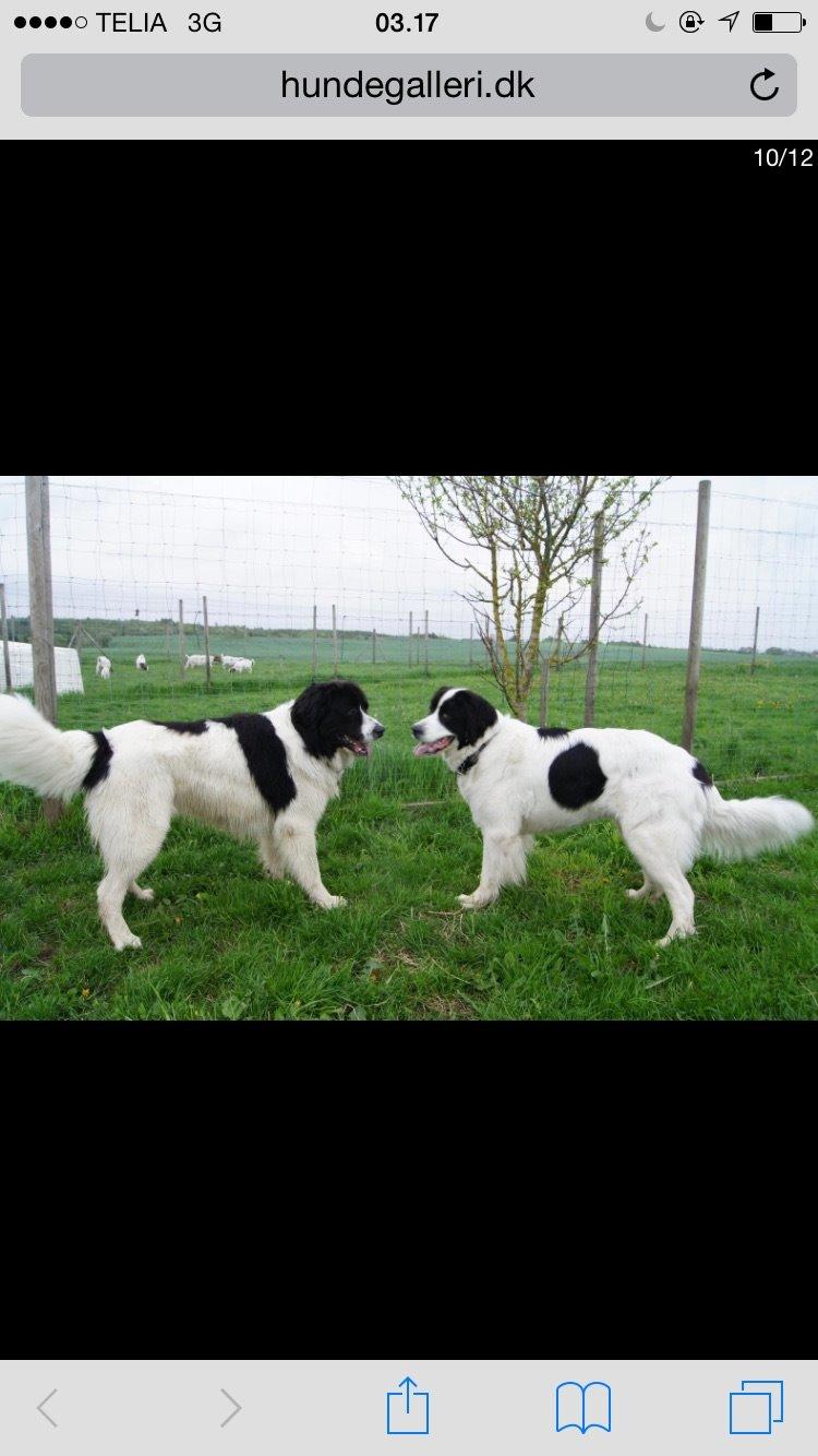 Landseer Jossi  billede 12