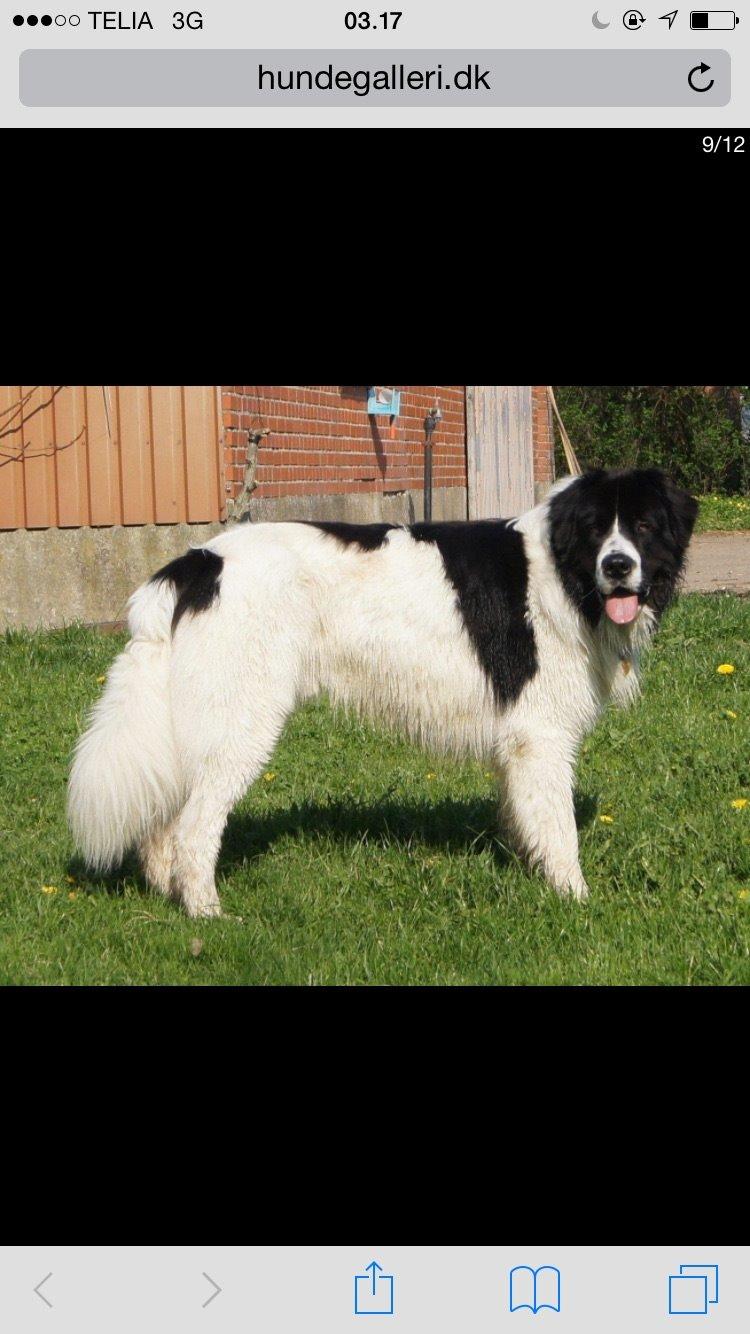 Landseer Jossi  billede 13