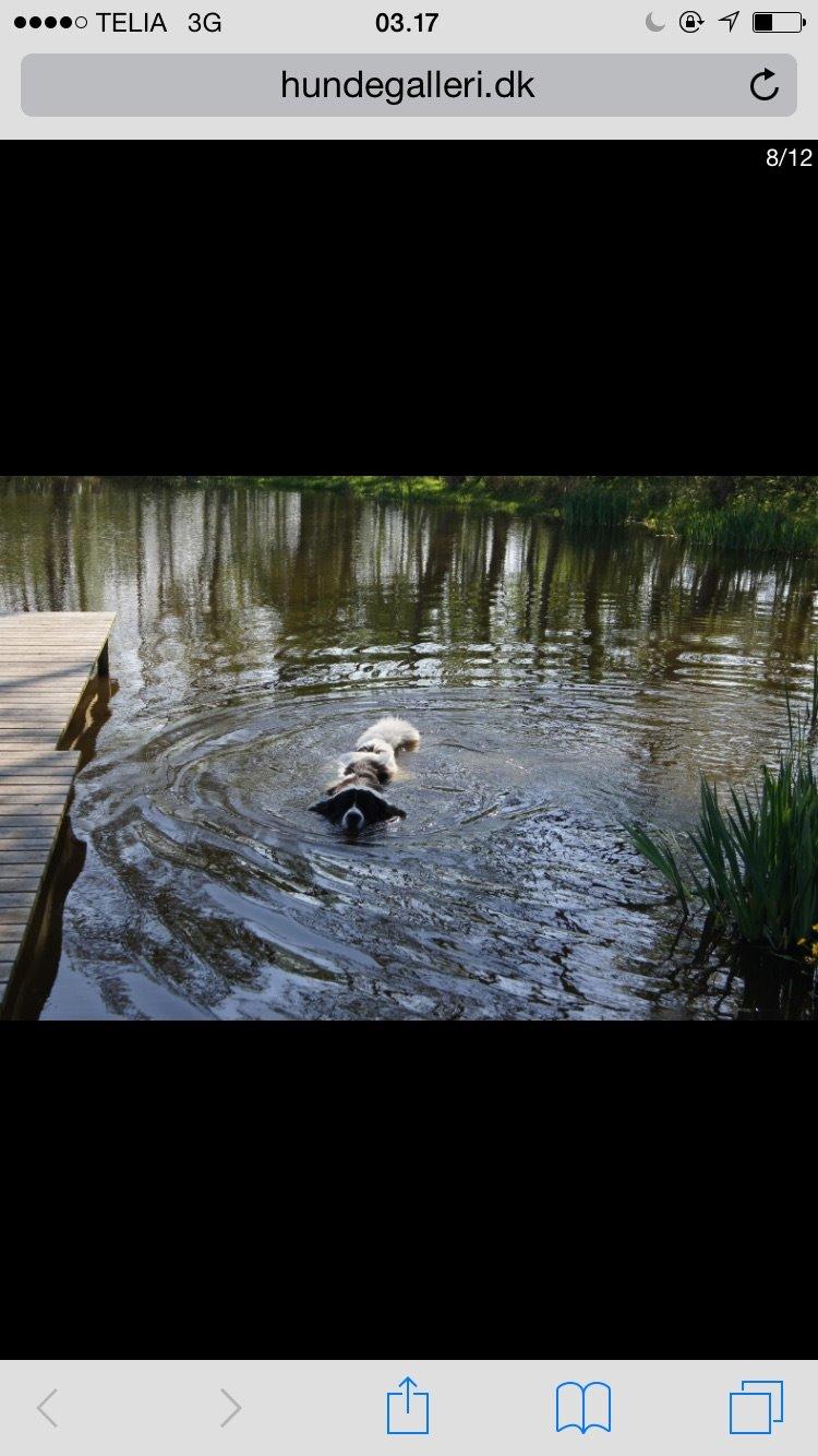 Landseer Jossi  billede 14