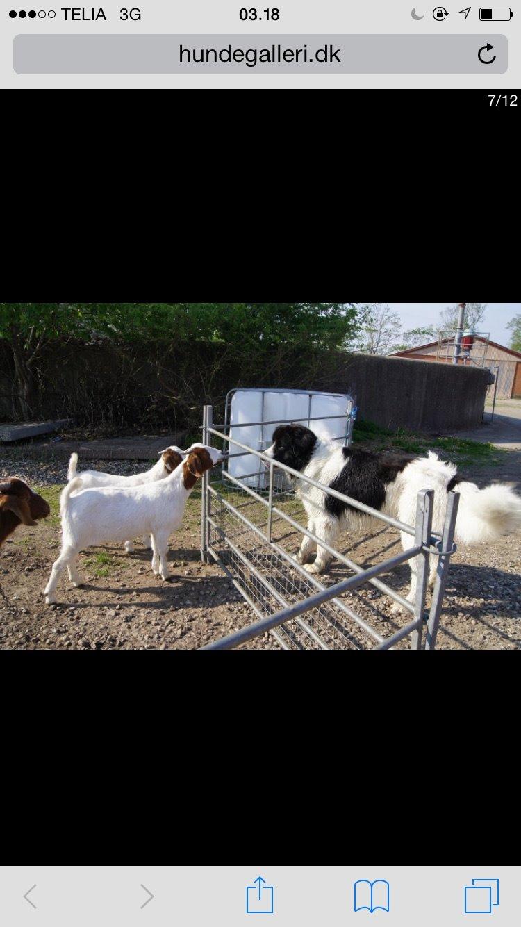 Landseer Jossi  billede 15