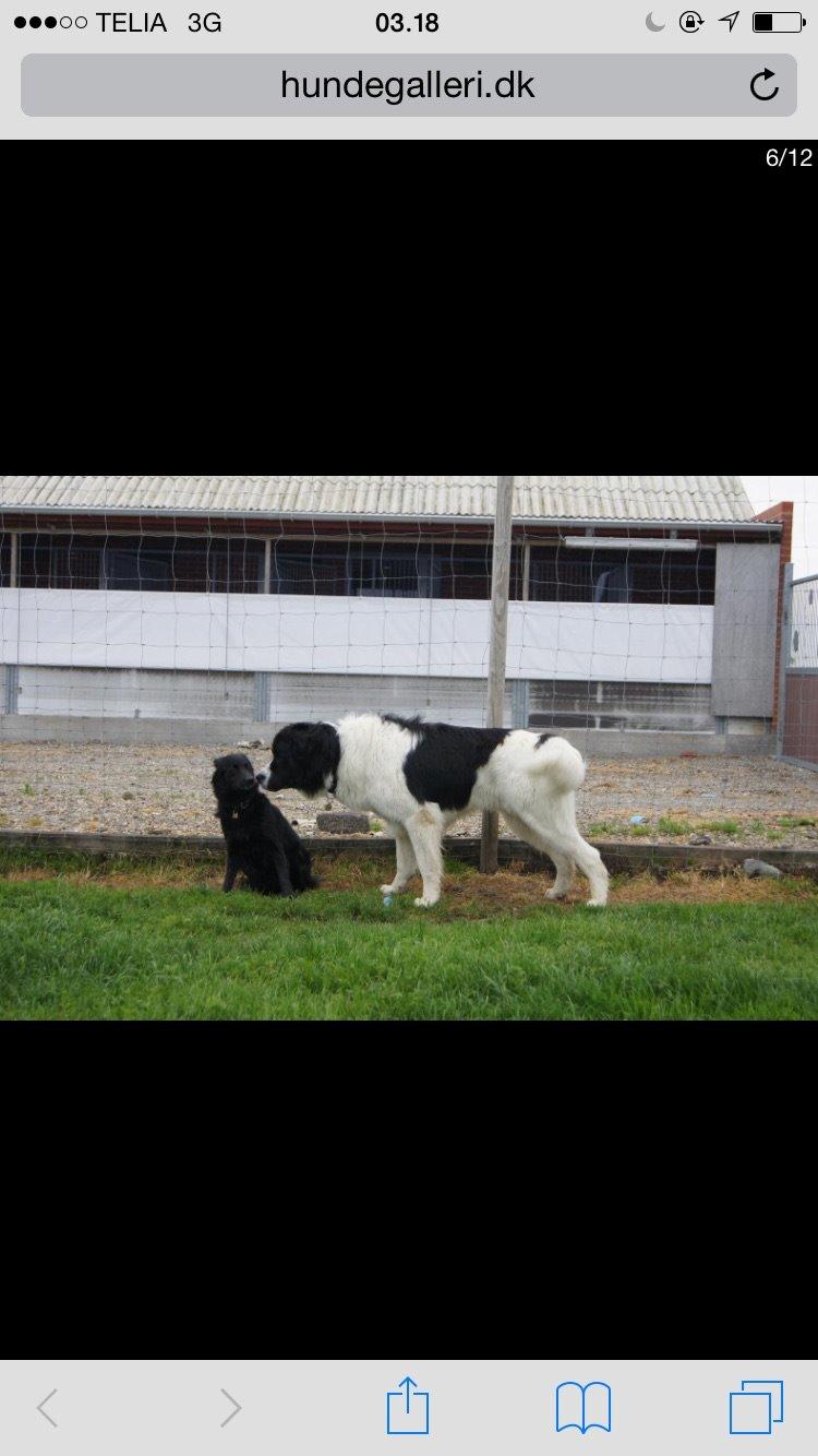 Landseer Jossi  billede 16