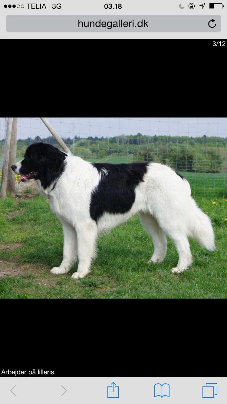 Landseer Jossi  billede 18