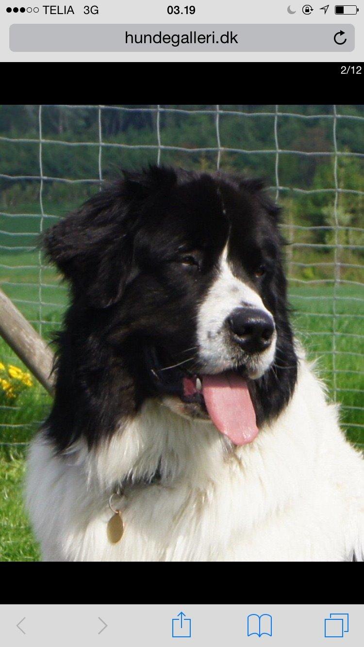 Landseer Jossi  billede 19