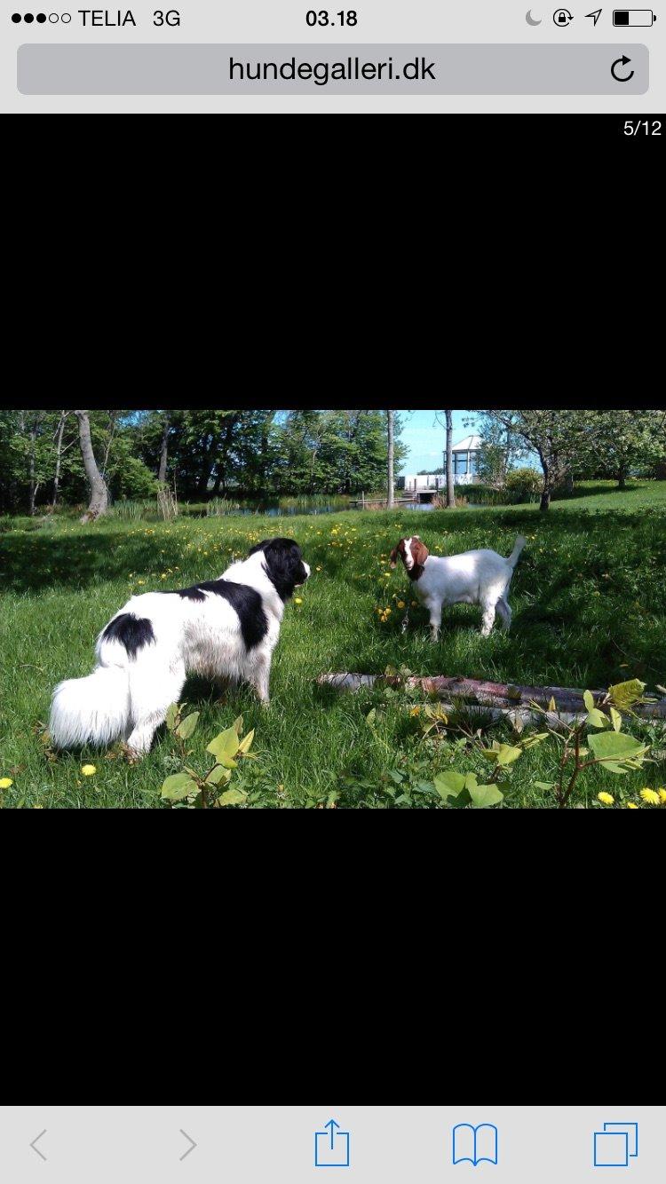 Landseer Jossi  billede 17