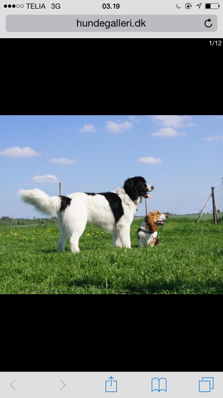 Landseer Jossi  billede 20