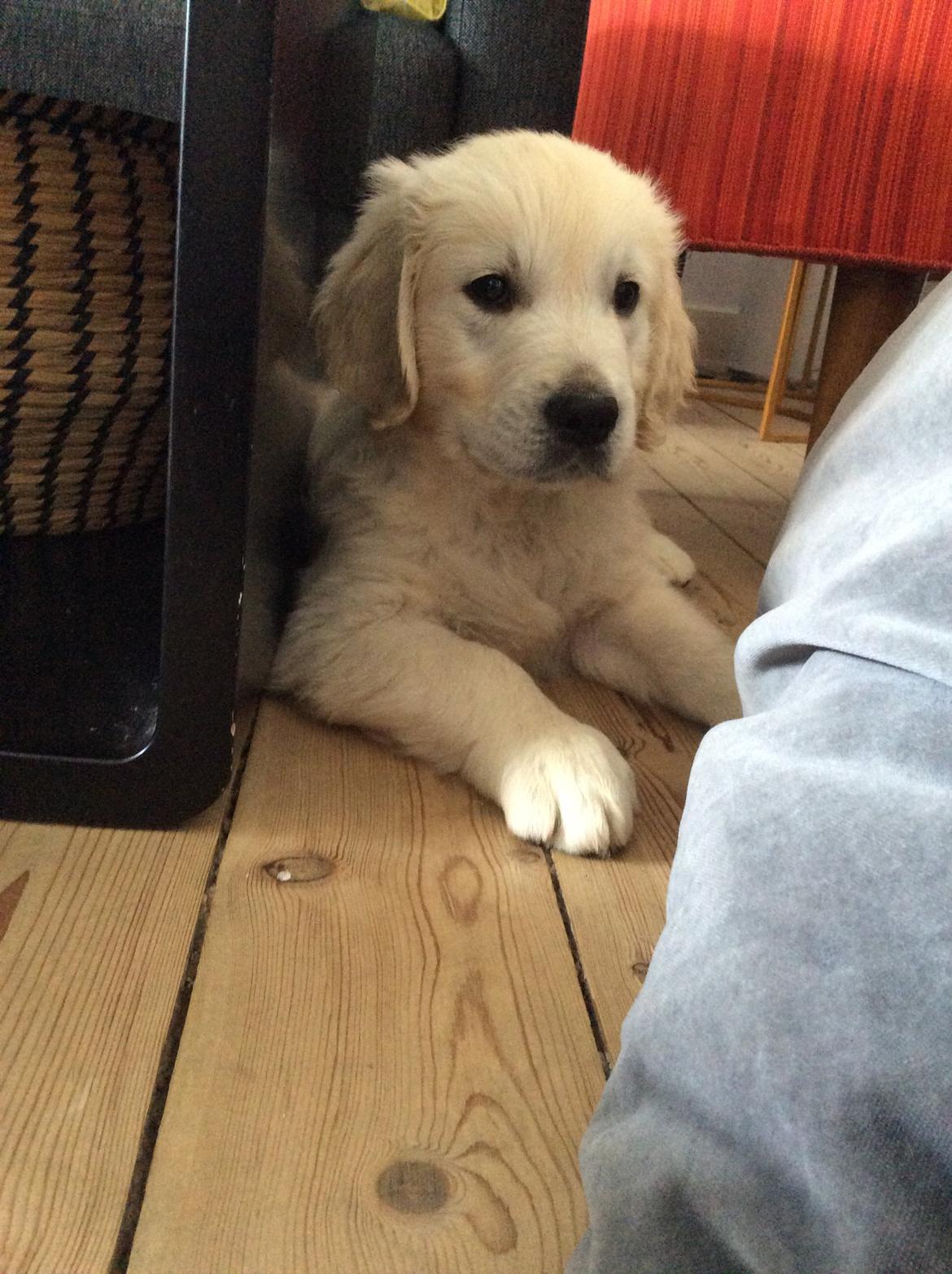 Golden retriever Ray billede 2