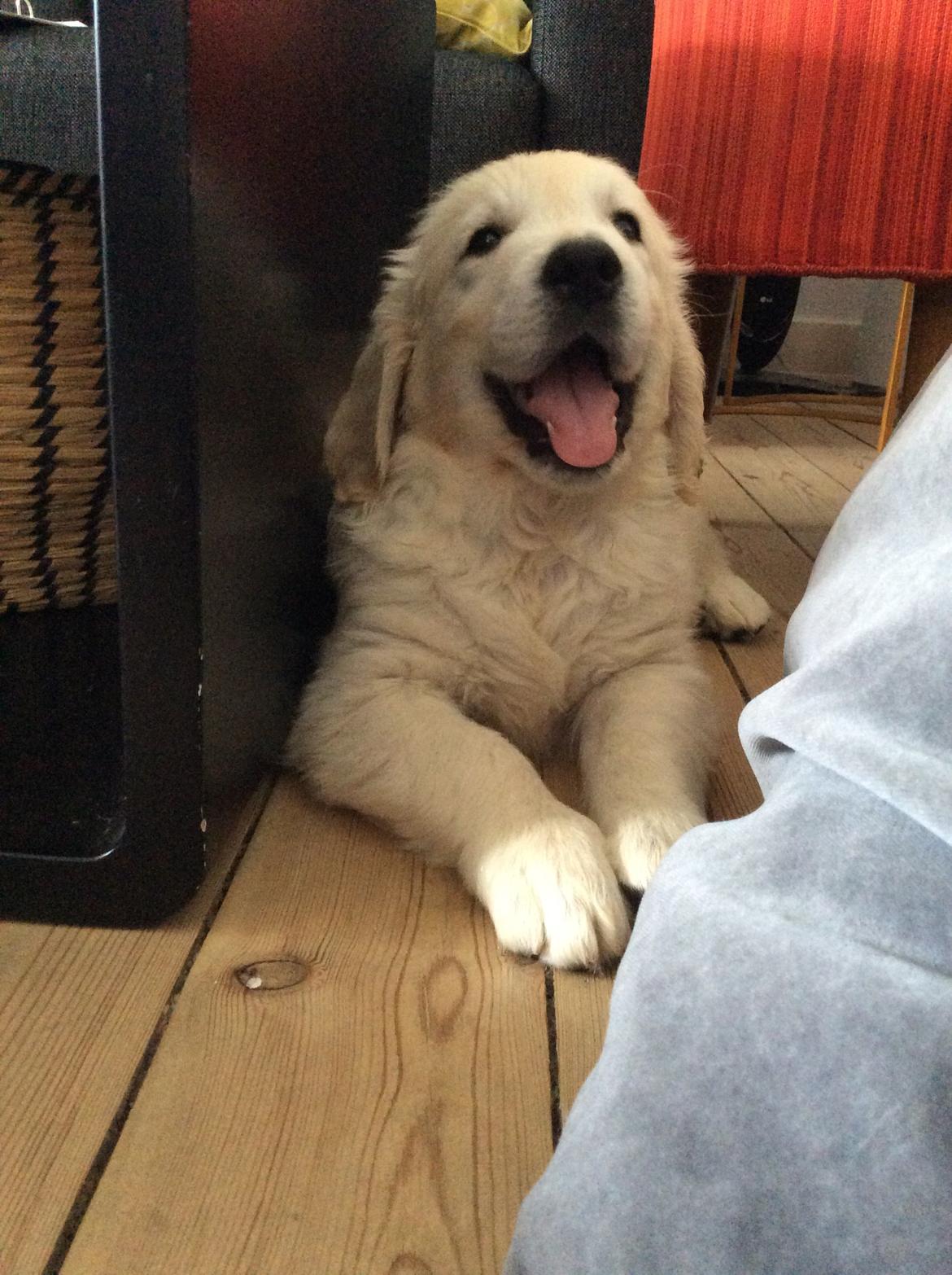 Golden retriever Ray billede 3