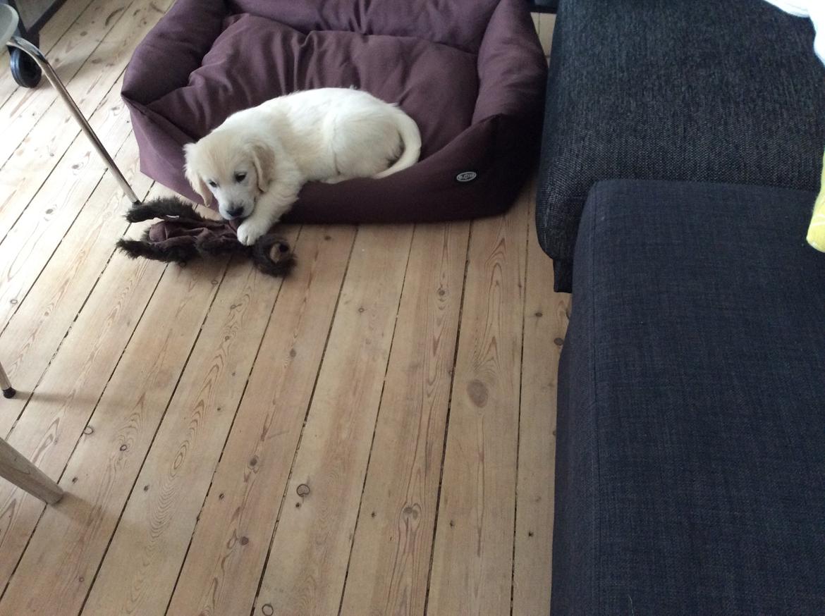 Golden retriever Ray billede 4