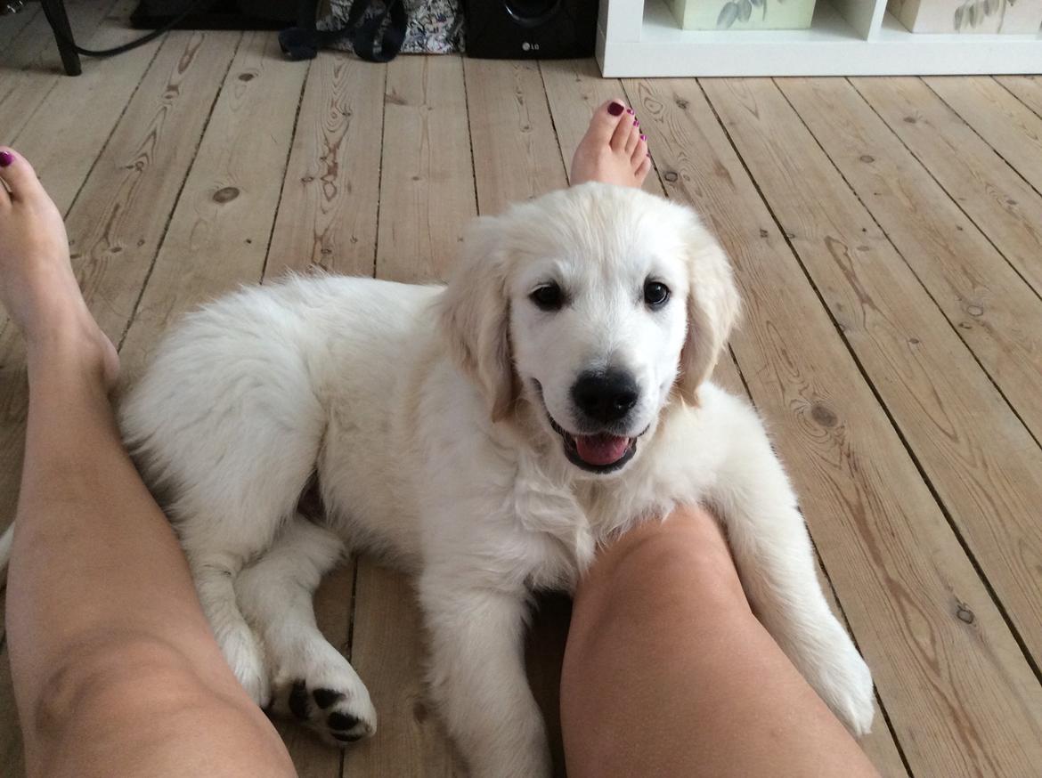 Golden retriever Ray billede 5