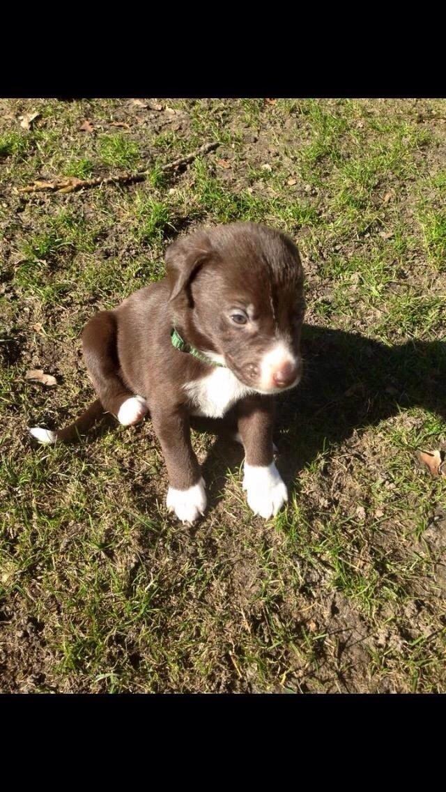 Blanding af racer Rico billede 1