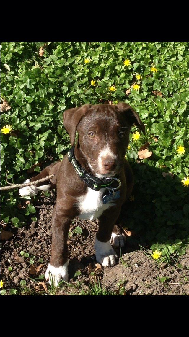 Blanding af racer Rico billede 3