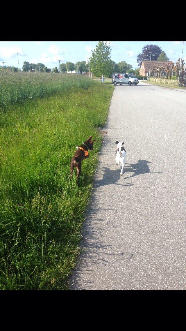 Blanding af racer Rico billede 4