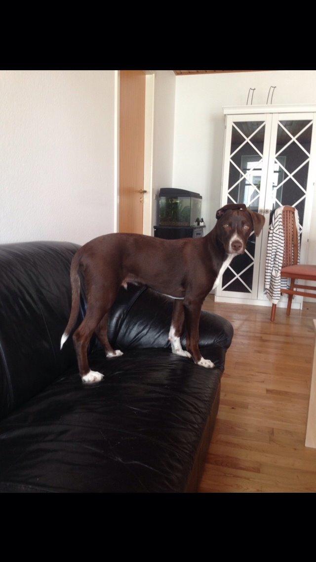 Blanding af racer Rico billede 6