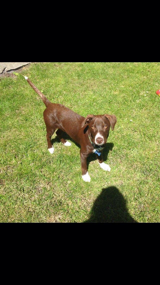 Blanding af racer Rico billede 5