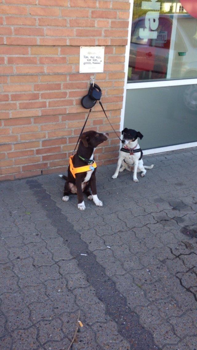 Blanding af racer Rico billede 7