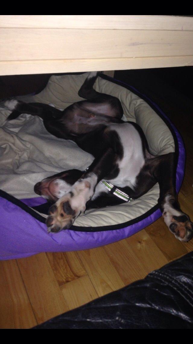 Blanding af racer Rico billede 8