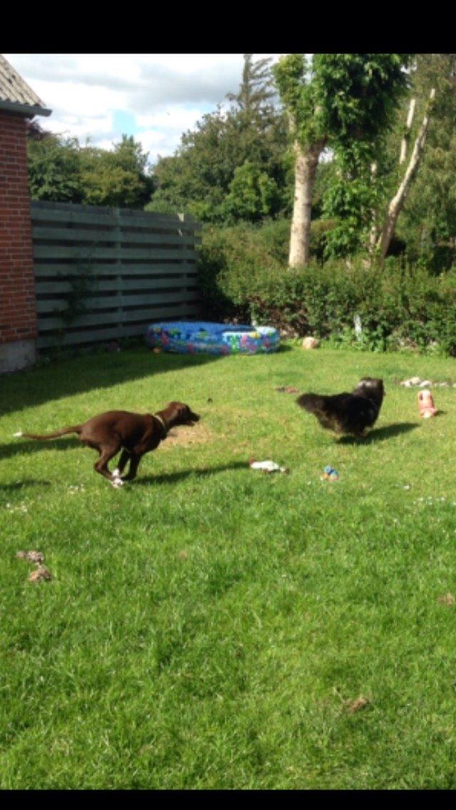 Blanding af racer Rico billede 10