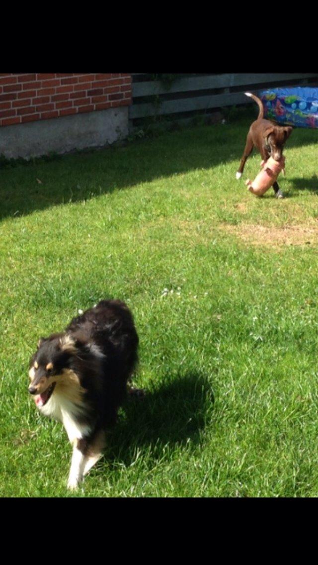 Blanding af racer Rico billede 9