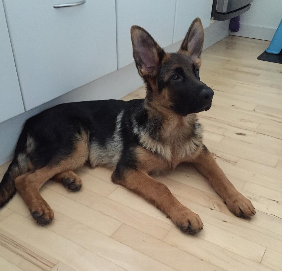 Schæferhund Kala-R.I.P billede 1