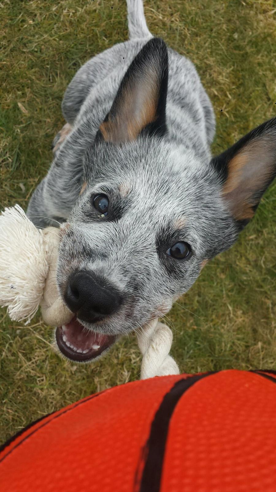 Australsk cattledog Tjalfe - Legesyg billede 10