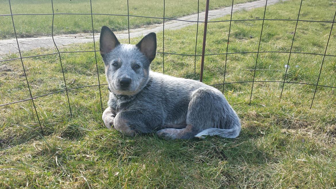 Australsk cattledog Tjalfe billede 9