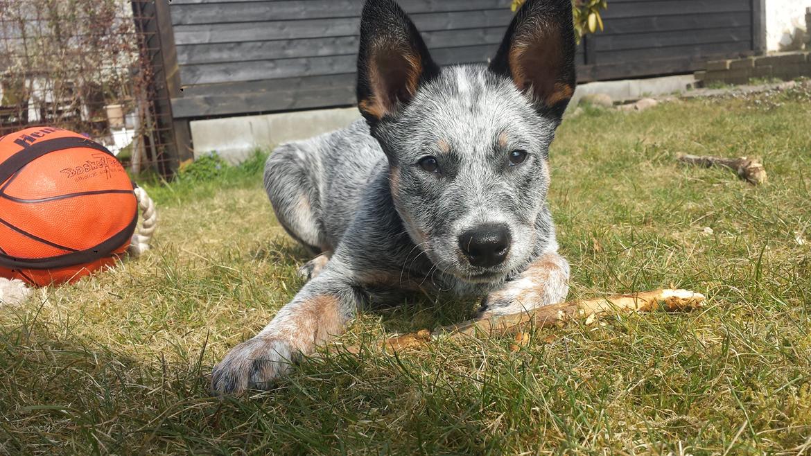 Australsk cattledog Tjalfe billede 13