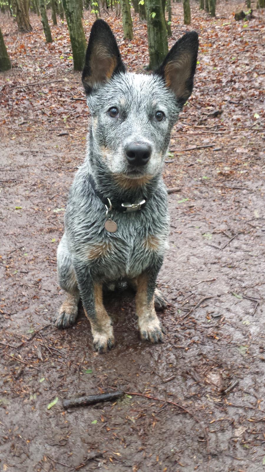 Australsk cattledog Tjalfe billede 15