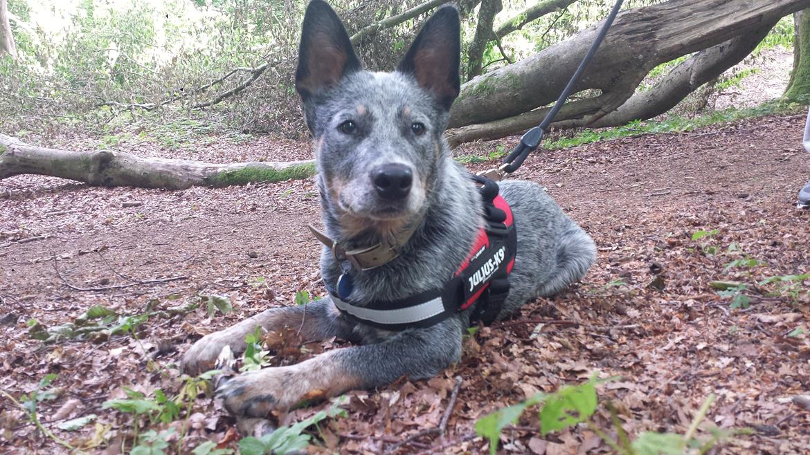 Australsk cattledog Tjalfe billede 5