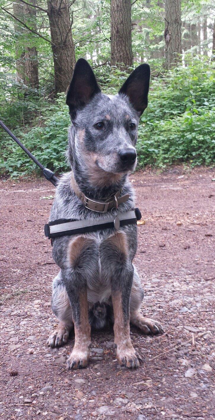 Australsk cattledog Tjalfe - 6 1/2 måned billede 18