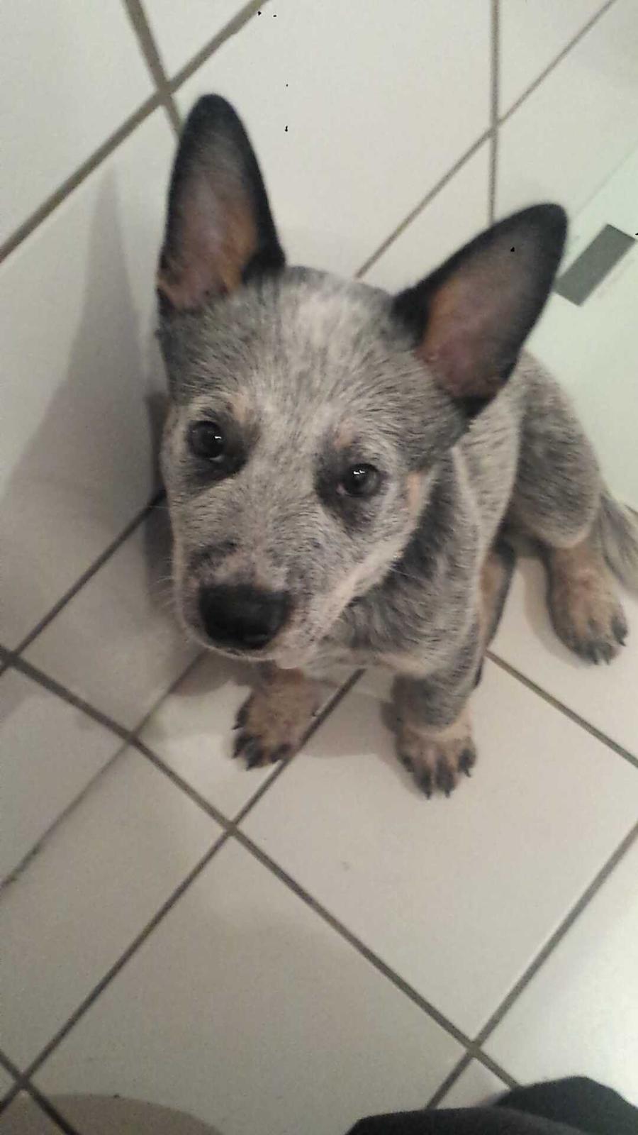 Australsk cattledog Tjalfe billede 2