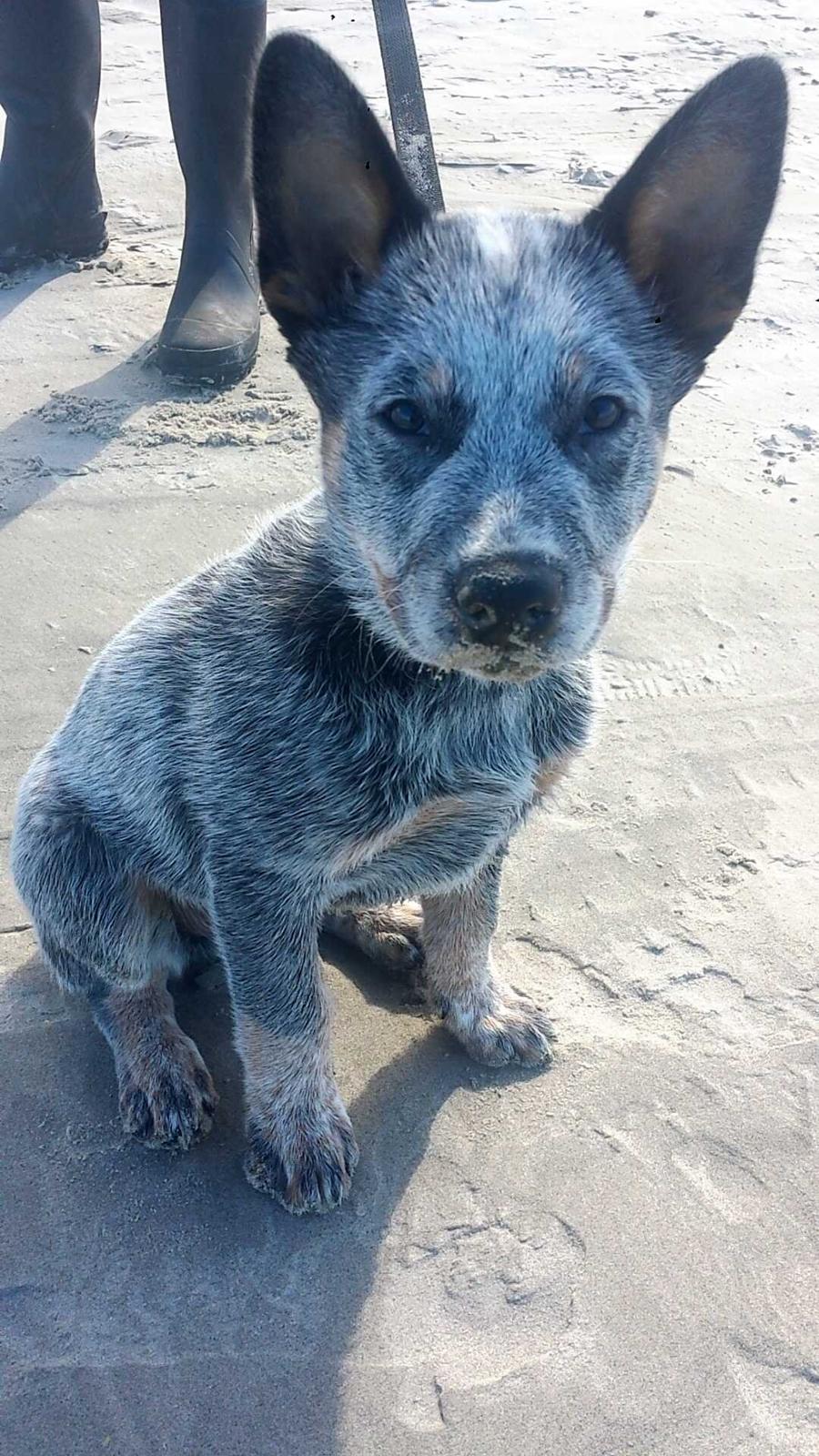 Australsk cattledog Tjalfe - Første gang på stranden billede 12