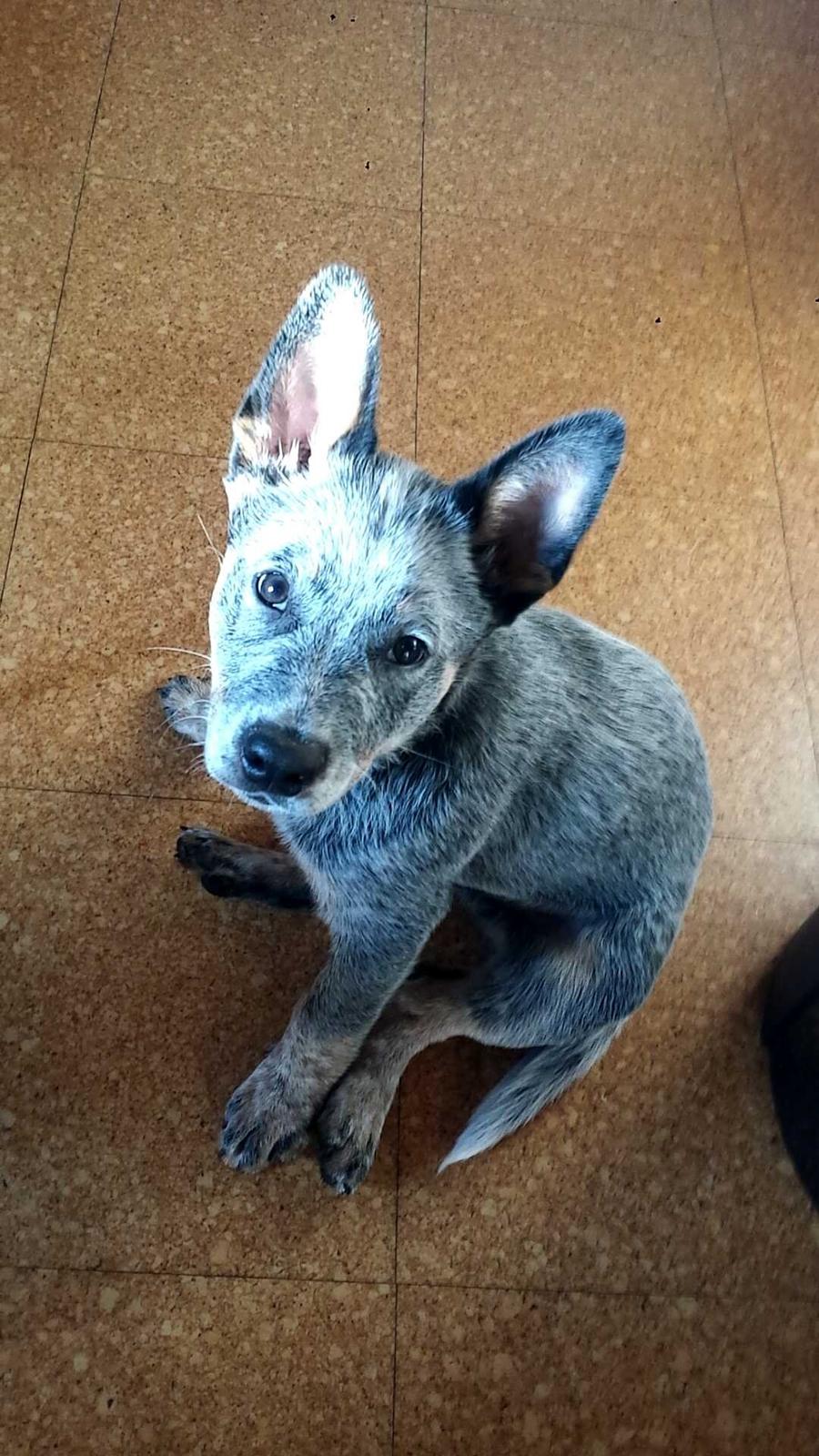 Australsk cattledog Tjalfe billede 11