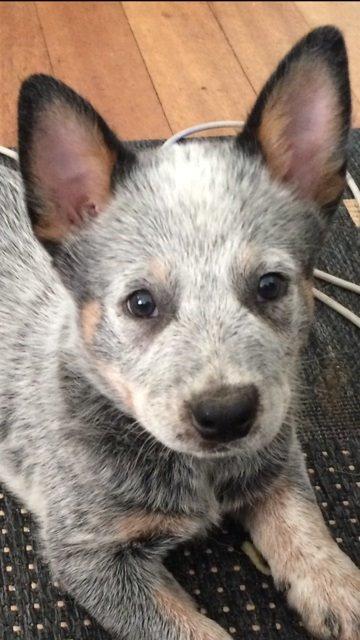 Australsk cattledog Tjalfe - 7 uger billede 1