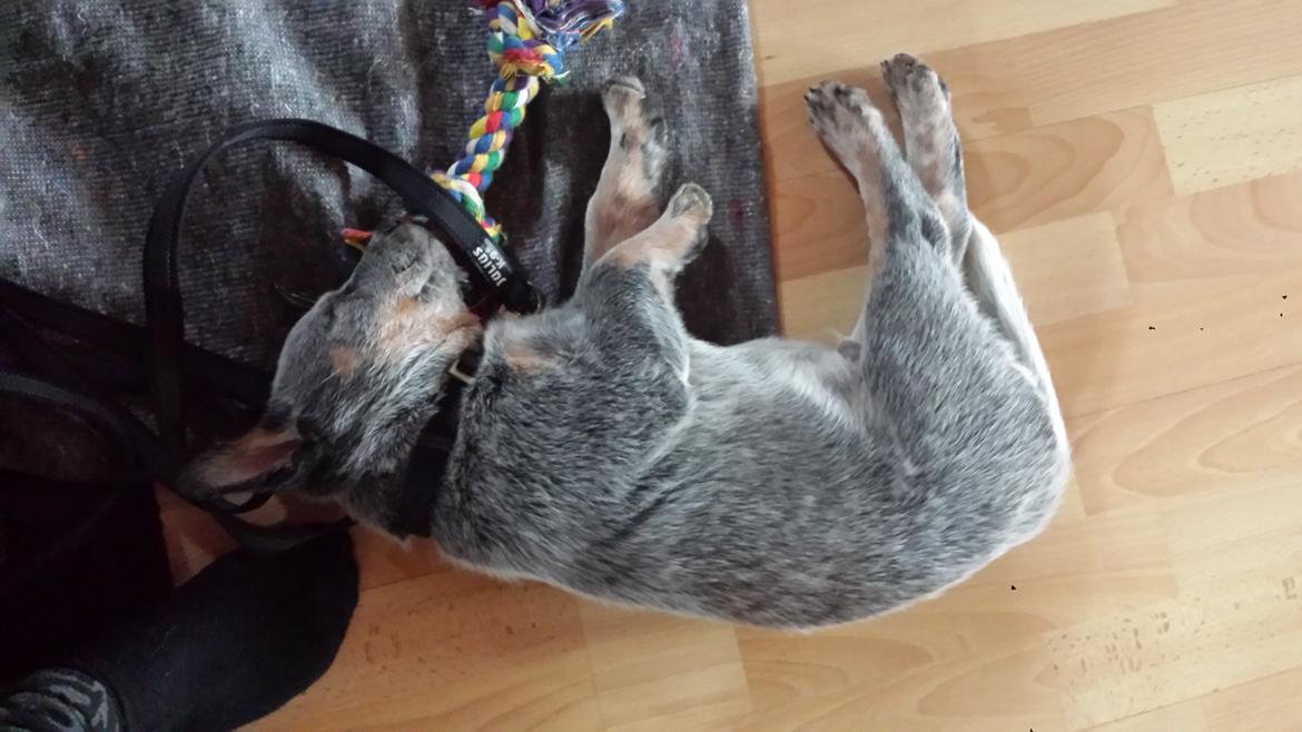 Australsk cattledog Tjalfe - 9 uger gammel - det er hårdt at lege billede 8