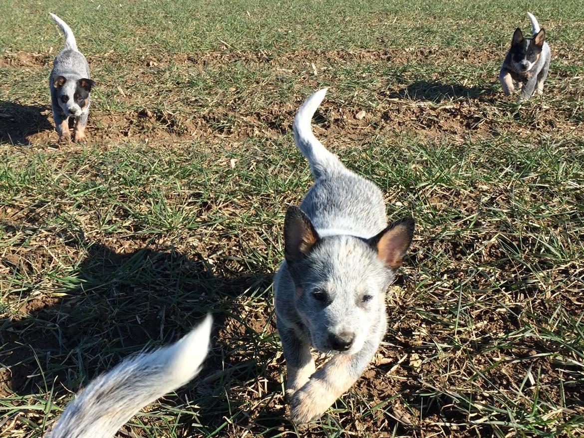 Australsk cattledog Tjalfe - 7 uger billede 6