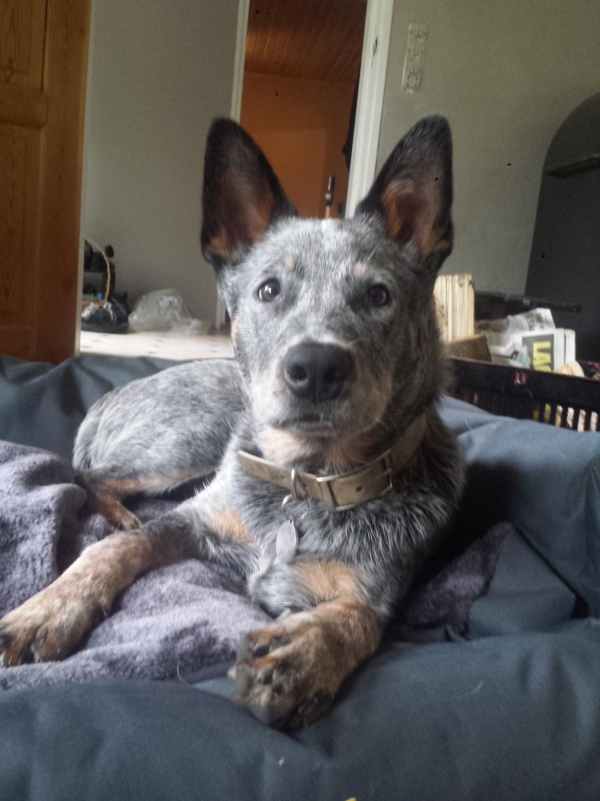 Australsk cattledog Tjalfe billede 17