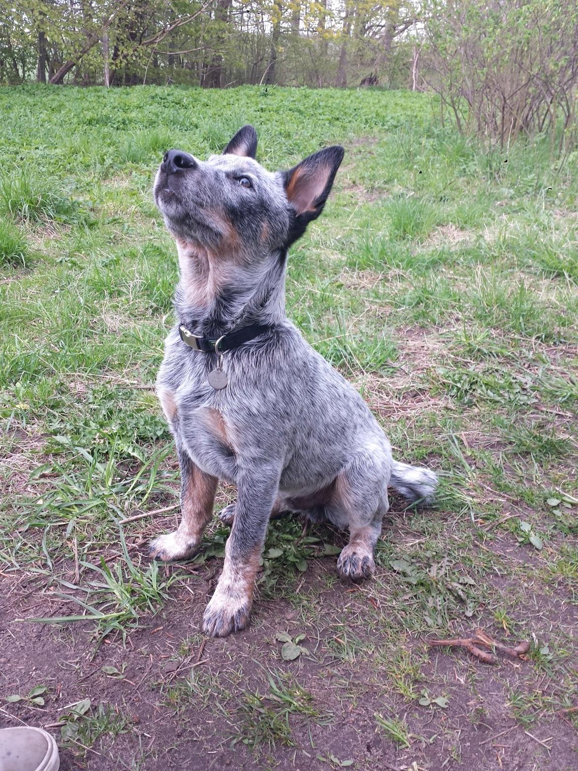 Australsk cattledog Tjalfe billede 16