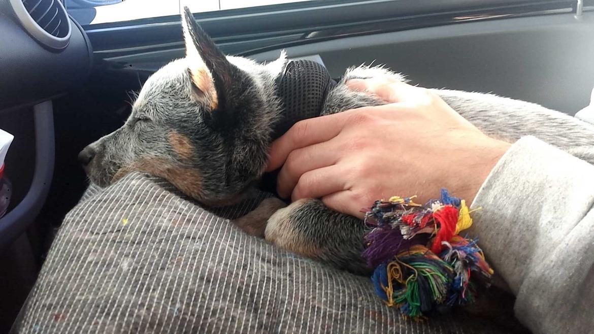 Australsk cattledog Tjalfe - Den lange tur hjem, med mine nye forældre billede 7