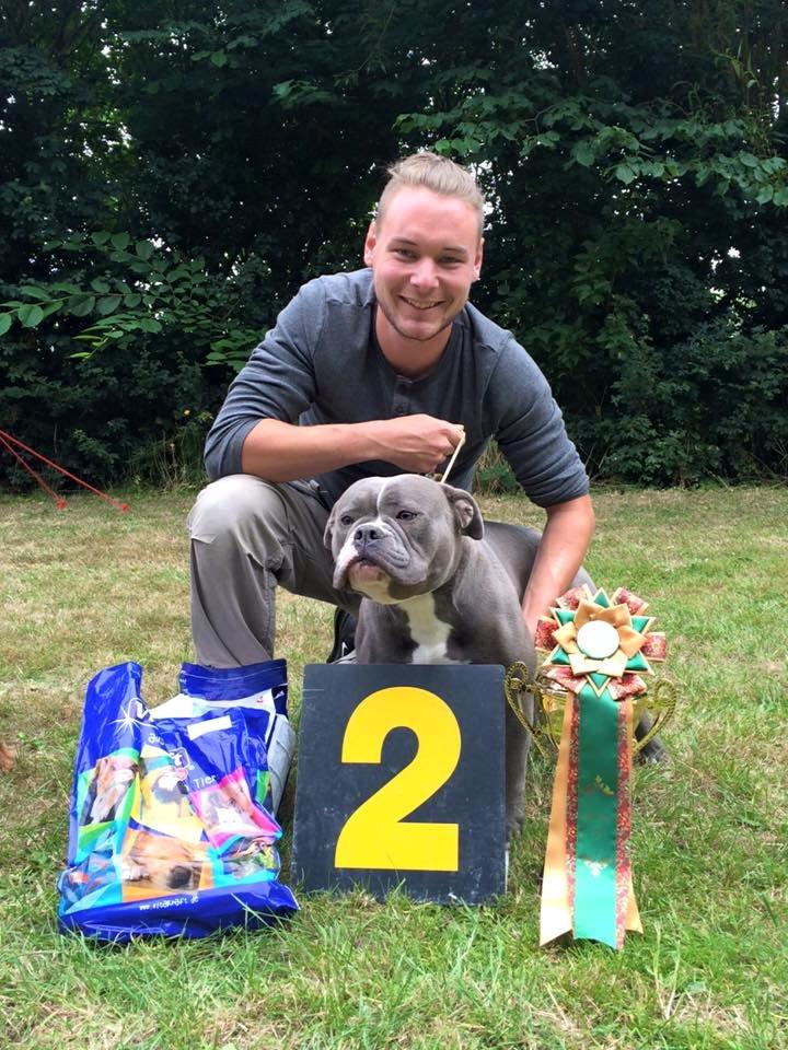 Olde english bulldogge GroovyBulls Marylin Monroe (Amiee) billede 1