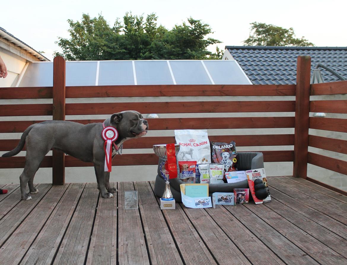 Olde english bulldogge GroovyBulls Marylin Monroe (Amiee) billede 31