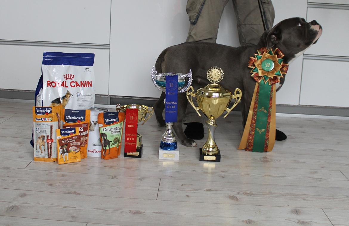 Olde english bulldogge GroovyBulls Marylin Monroe (Amiee) billede 32