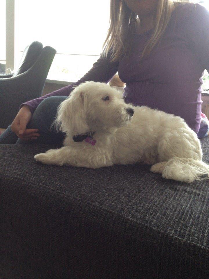 Coton de tulear Vigga billede 1