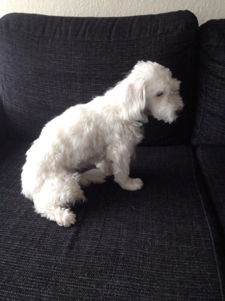 Coton de tulear Vigga billede 2