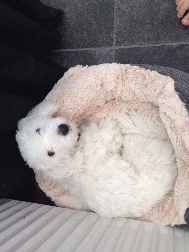 Coton de tulear Vigga billede 3