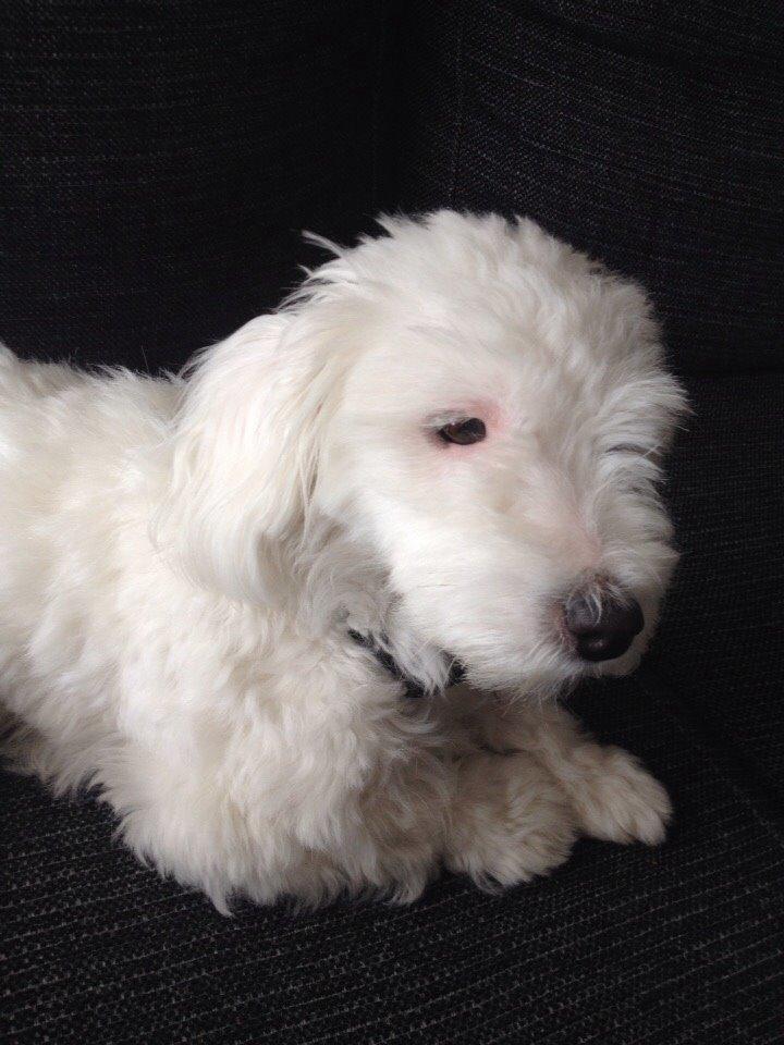 Coton de tulear Vigga billede 4