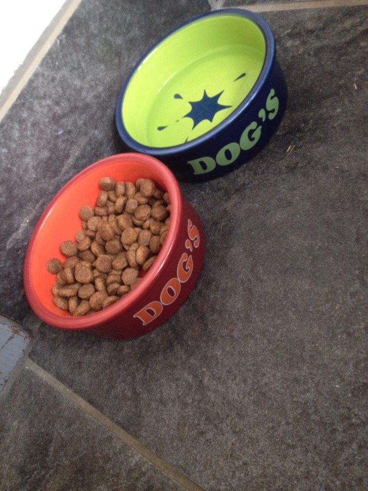 Coton de tulear Vigga billede 5