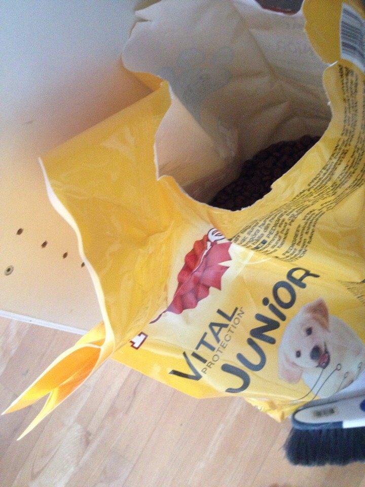 Coton de tulear Vigga billede 8