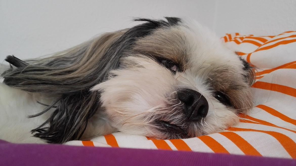 Lhasa apso Tucker billede 46