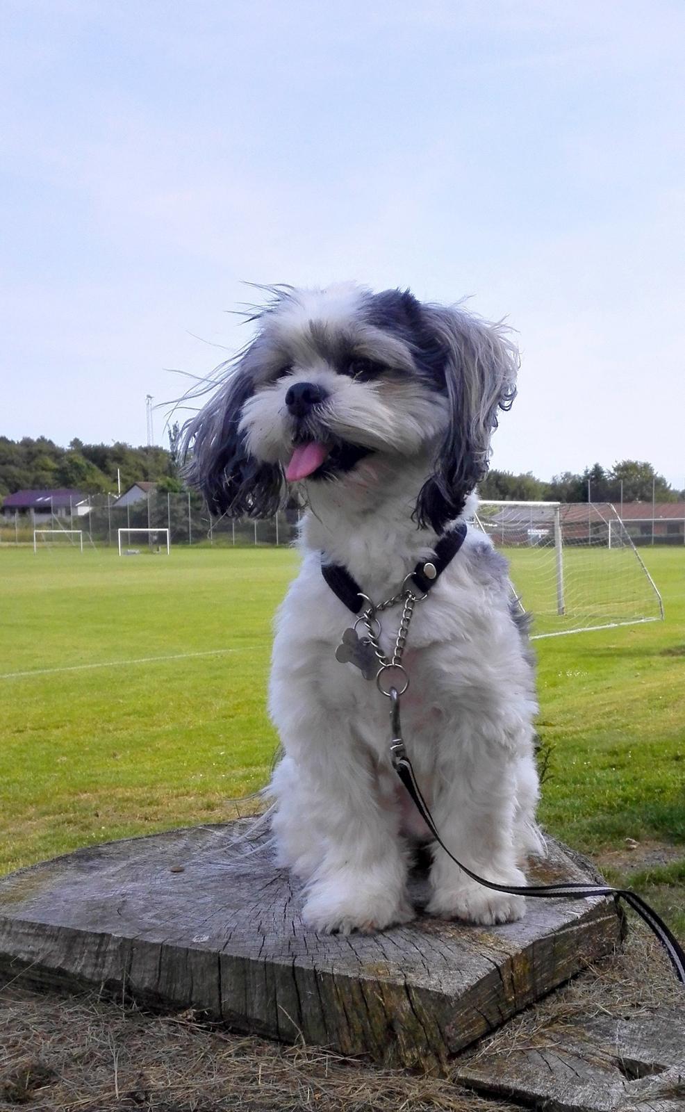 Lhasa apso Tucker billede 49