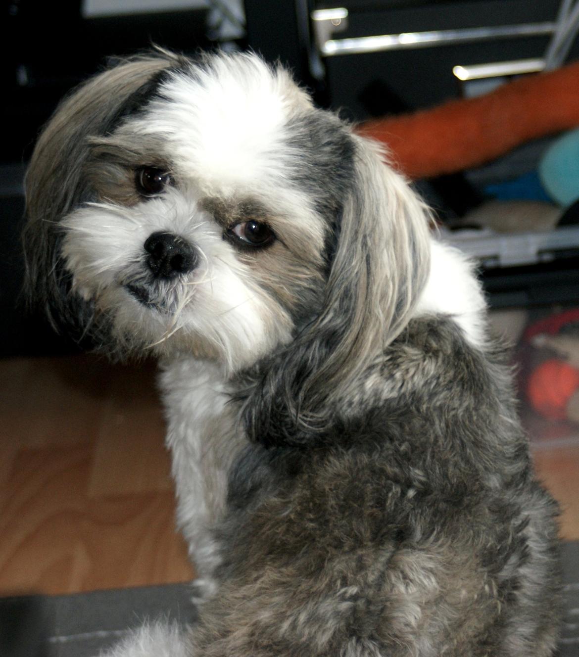 Lhasa apso Tucker billede 3